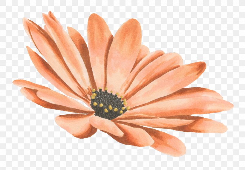 Drawing Watercolor Painting Transvaal Daisy, PNG, 2434x1691px, Drawing, Chrysanthemum, Daisy Family, Finger, Flower Download Free