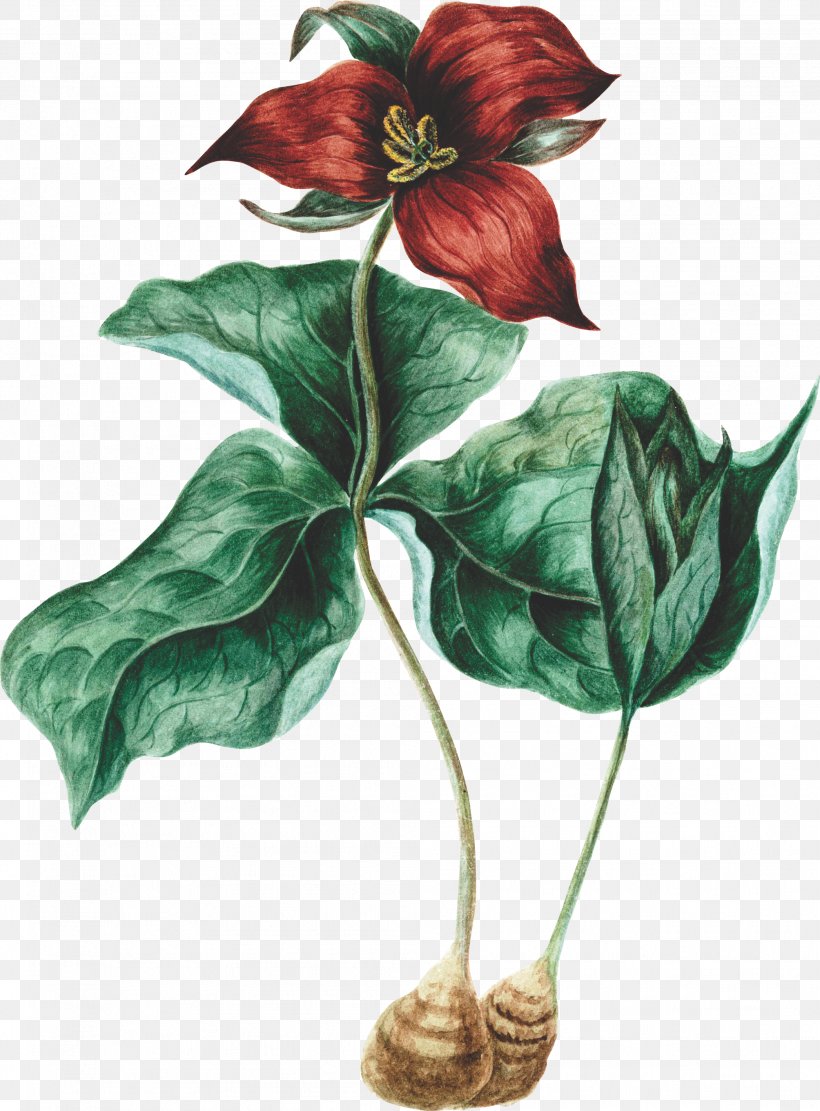 Leaf Illustration, PNG, 2008x2721px, Drawing, Anthurium, Birthroots, Cartoon, Floral Design Download Free