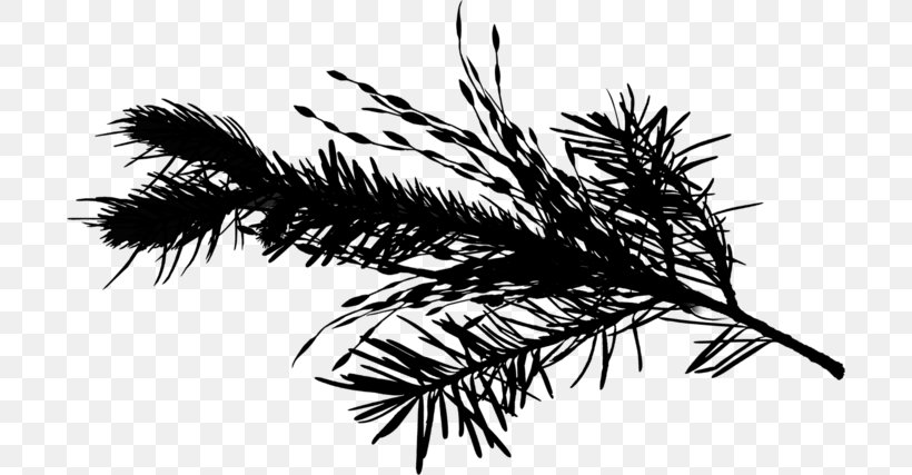Palm Tree Background, PNG, 700x427px, Twig, American Larch, Blackandwhite, Branch, Colorado Spruce Download Free