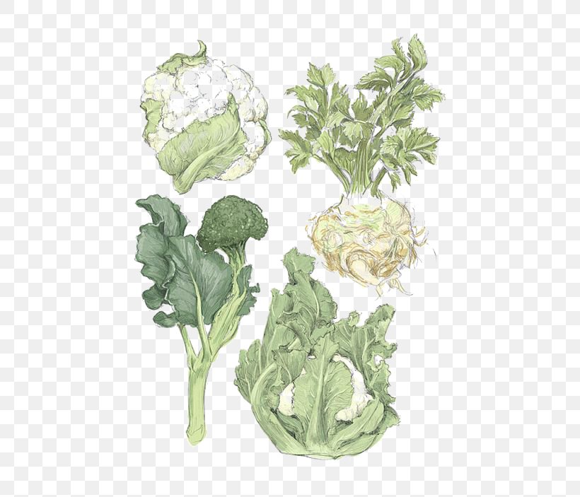 Spring Greens Vegetable Printmaking Cauliflower Illustration, PNG, 564x703px, Spring Greens, Art, Cabbage, Cauliflower, Chinese Cabbage Download Free