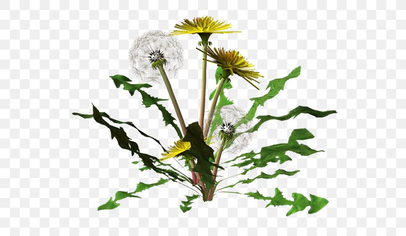 Flower Dandelion Painter Clip Art, PNG, 600x477px, Flower, Blog, Branch, Cut Flowers, Daisy Download Free