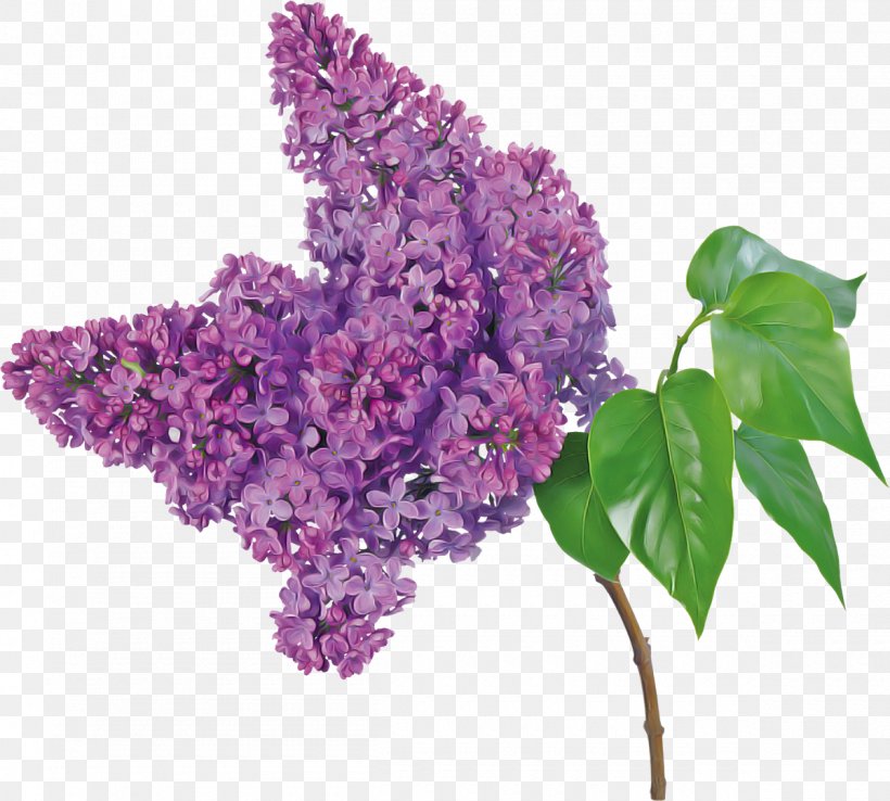 Flower Lilac Purple Lilac Plant, PNG, 1200x1081px, Flower, Buddleia, Cut Flowers, Flowering Plant, Lilac Download Free