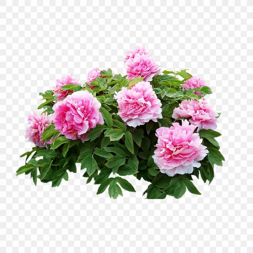 Heze Moutan Peony U8fceu5ba2u677e Dianjiang County, PNG, 1200x1200px, Heze, Annual Plant, Artificial Flower, Color, Cut Flowers Download Free