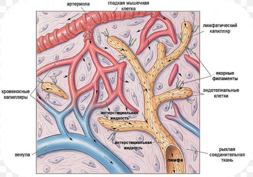 Lymph Capillary Lymphatic System Lymphatic Vessel, PNG, 1010x709px, Watercolor, Cartoon, Flower, Frame, Heart Download Free