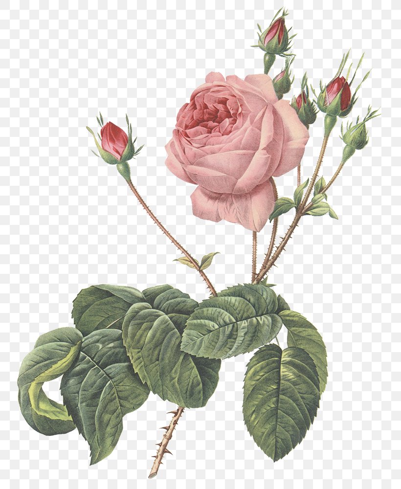 Centifolia Roses Garden Roses Cut Flowers Floribunda, PNG, 800x1000px, Centifolia Roses, Cut Flowers, Floral Design, Floribunda, Floristry Download Free