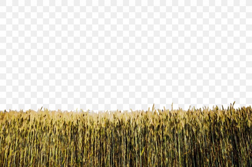 Field Crop Grass Plant Agriculture, PNG, 2250x1500px, Watercolor, Agriculture, Barley, Crop, Field Download Free