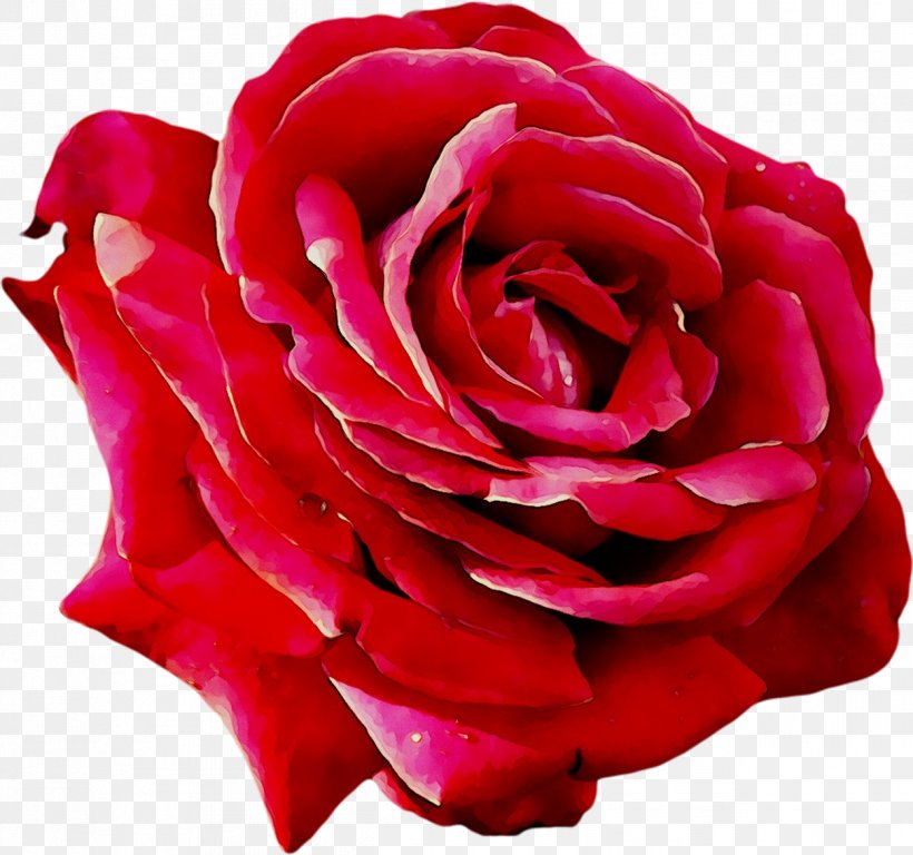 Garden Roses Cabbage Rose Floribunda Petal Cut Flowers, PNG, 1249x1171px, Garden Roses, Annual Plant, Artificial Flower, Cabbage Rose, Camellia Download Free