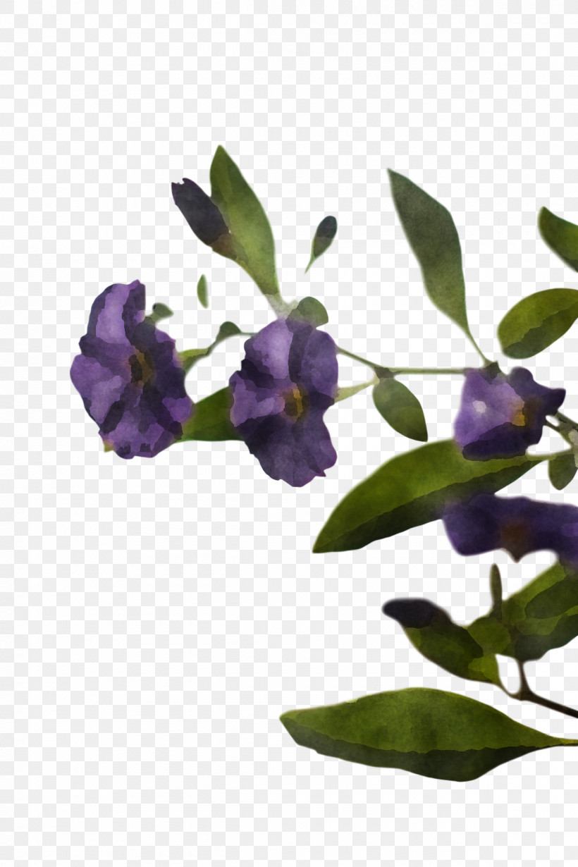 Lavender, PNG, 1200x1800px, Plant Stem, Biology, Branching, Flower, Lavender Download Free