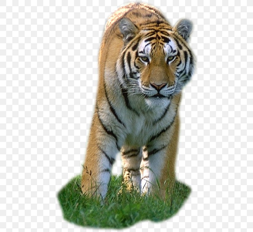 Lion Leopard Bengal Tiger Felidae Cat, PNG, 466x752px, Lion, Adoption, Animaatio, Animal, Bengal Tiger Download Free