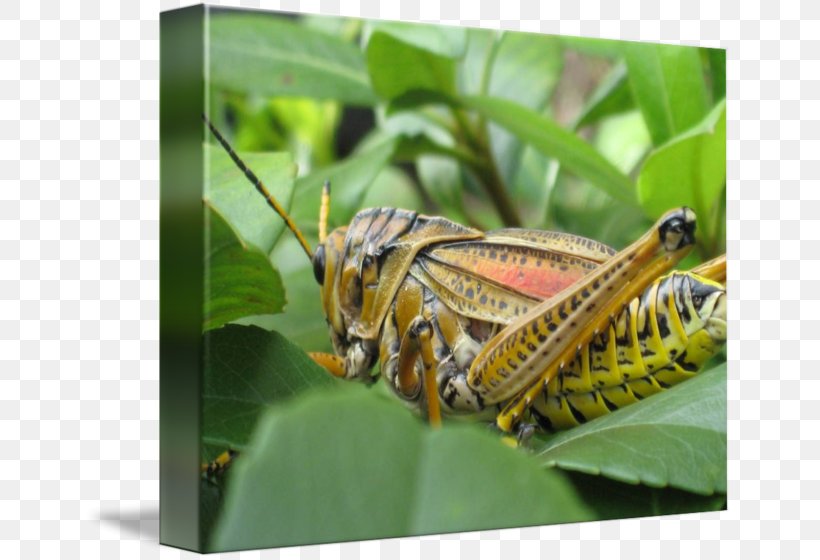 Locust Grasshopper Imagekind Art Florida, PNG, 650x560px, Locust, Art, Arthropod, Butterfly, Canvas Download Free
