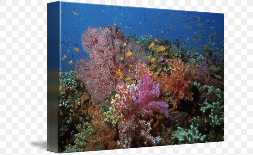 Stony Corals Coral Reef Fish Ecosystem, PNG, 650x504px, Stony Corals, Aquarium, Aquarium Decor, Biology, Blog Download Free
