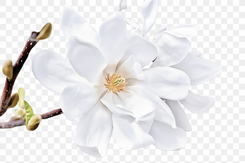 White Petal Flower Plant Blossom, PNG, 2448x1632px, White, Blossom, Branch, Flower, Magnolia Download Free