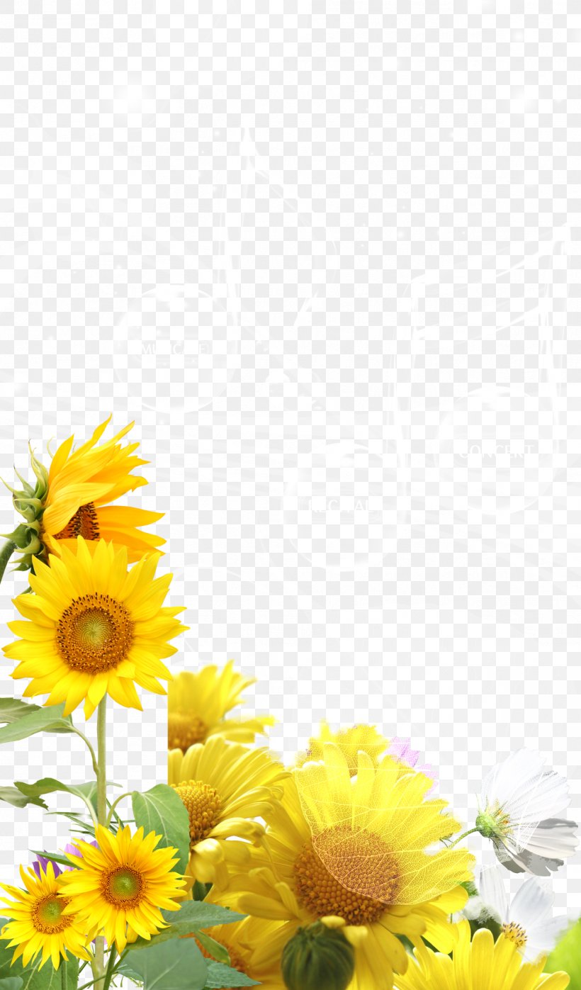 Common Sunflower Download, PNG, 1317x2244px, Common Sunflower, Common Daisy, Cut Flowers, Daisy, Daisy Family Download Free
