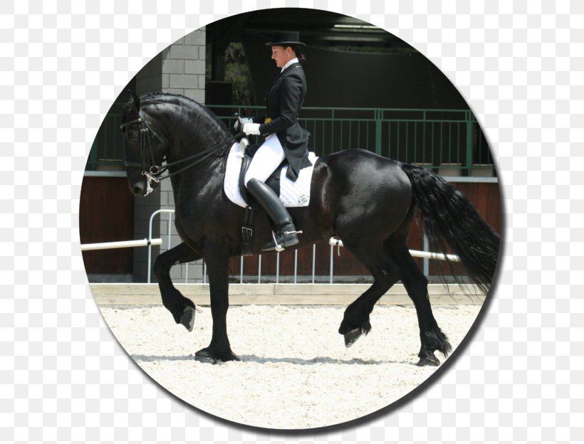 Friesian Horse Akhal-Teke Friesian Cross Stallion Dressage, PNG, 624x624px, Friesian Horse, Akhalteke, Animal Sports, Animal Training, Bridle Download Free