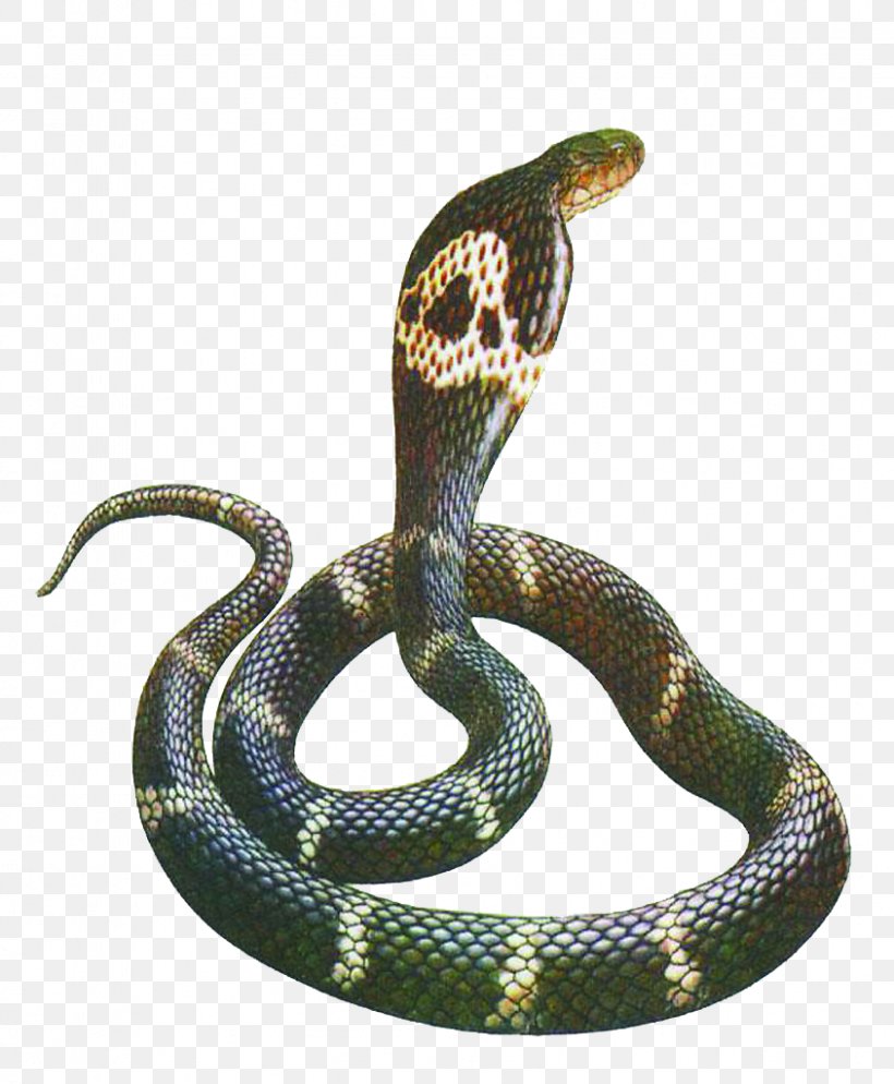 Rattlesnake Chinese Cobra Pseudonaja Indian Cobra, PNG, 844x1024px, Snake, Animal Bite, Boa Constrictor, Boas, Chinese Cobra Download Free