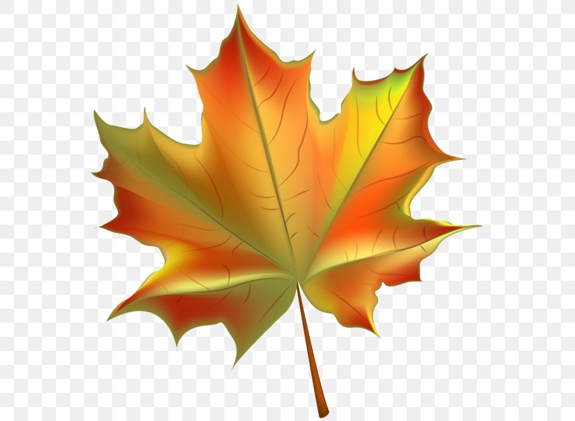 Autumn Leaf Color Clip Art, PNG, 567x600px, Autumn Leaf Color, Autumn, Color, Deciduous, Free Content Download Free