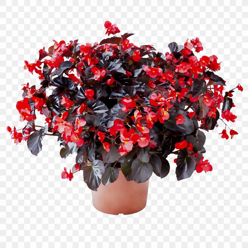 Azalea Flowerpot Houseplant Begonia, PNG, 2420x2420px, Azalea, Artificial Flower, Begonia, Begonia Family, Cut Flowers Download Free