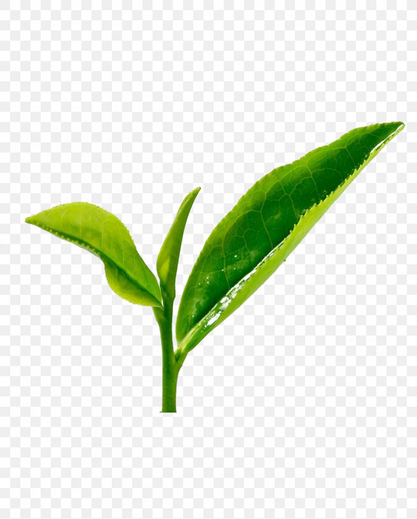 Green Tea Longjing Tea Xinyang Maojian Tea Tieguanyin, PNG, 822x1024px, Tea, Bitterness, Designer, Grass, Green Download Free