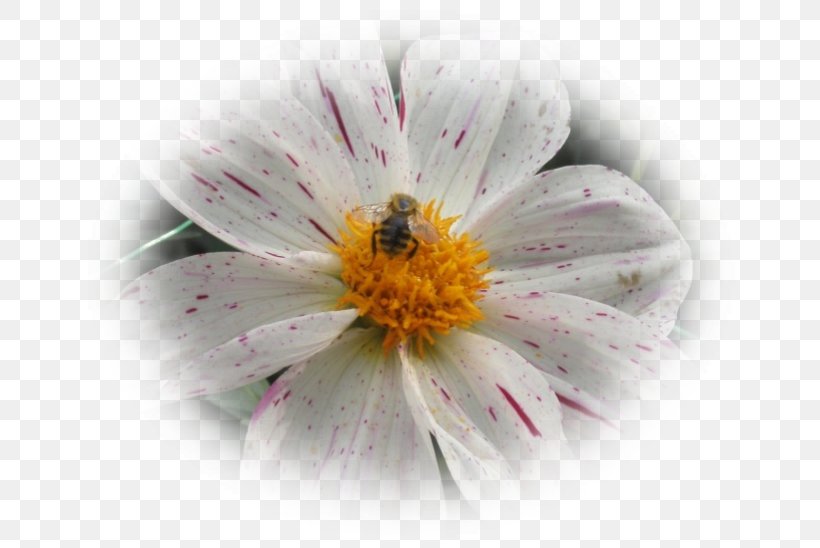 Honey Bee Nectar Desktop Wallpaper Close-up, PNG, 663x548px, Honey Bee, Aster, Bee, Close Up, Closeup Download Free