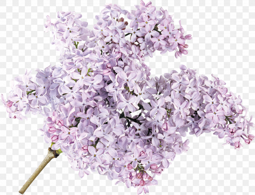 Lavender, PNG, 3000x2302px, Lilac, Blossom, Cut Flowers, Flower, Lavender Download Free