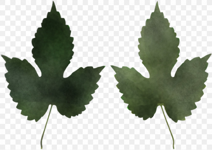 Maple Leaf, PNG, 888x630px, Leaf, Flower, Grape Leaves, Hemp Family, Holly Download Free