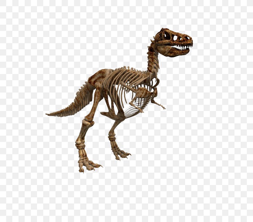 Tyrannosaurus Dinosaur Fossil Vector Graphics Stock.xchng, PNG, 720x720px, Tyrannosaurus, Animal Figure, Dinosaur, Dinosaur Bones, Extinction Download Free