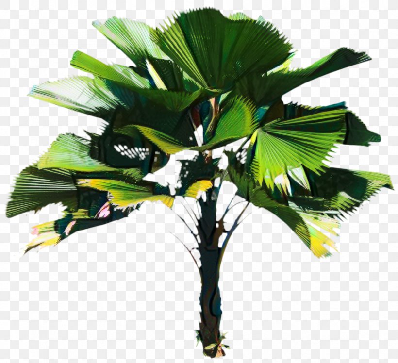 Asian Palmyra Palm Coconut Leaf Borassus, PNG, 899x821px, Asian Palmyra Palm, Anthurium, Arecales, Borassus, Borassus Flabellifer Download Free