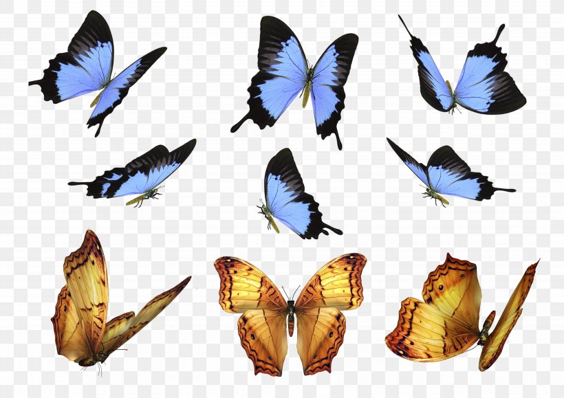 Butterfly Moth Overlay Layers, PNG, 3508x2480px, Butterfly, Arthropod, Brush Footed Butterfly, Butterflies And Moths, Computer Program Download Free