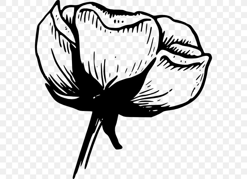 Cotton Flower Drawing Clip Art, PNG, 588x595px, Cotton, Artwork, Beak, Black And White, Boll Weevil Download Free