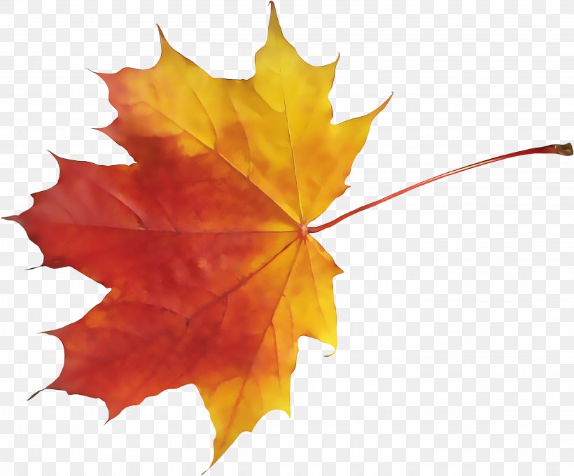 Maple Leaf, PNG, 2813x2334px, Leaf, Black Maple, Deciduous, Maple, Maple Leaf Download Free
