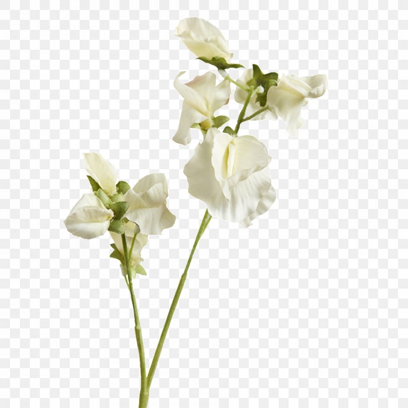 Moth Orchids Cut Flowers Floral Design Plant Stem, PNG, 900x900px, Moth Orchids, Cut Flowers, Floral Design, Flower, Flowering Plant Download Free
