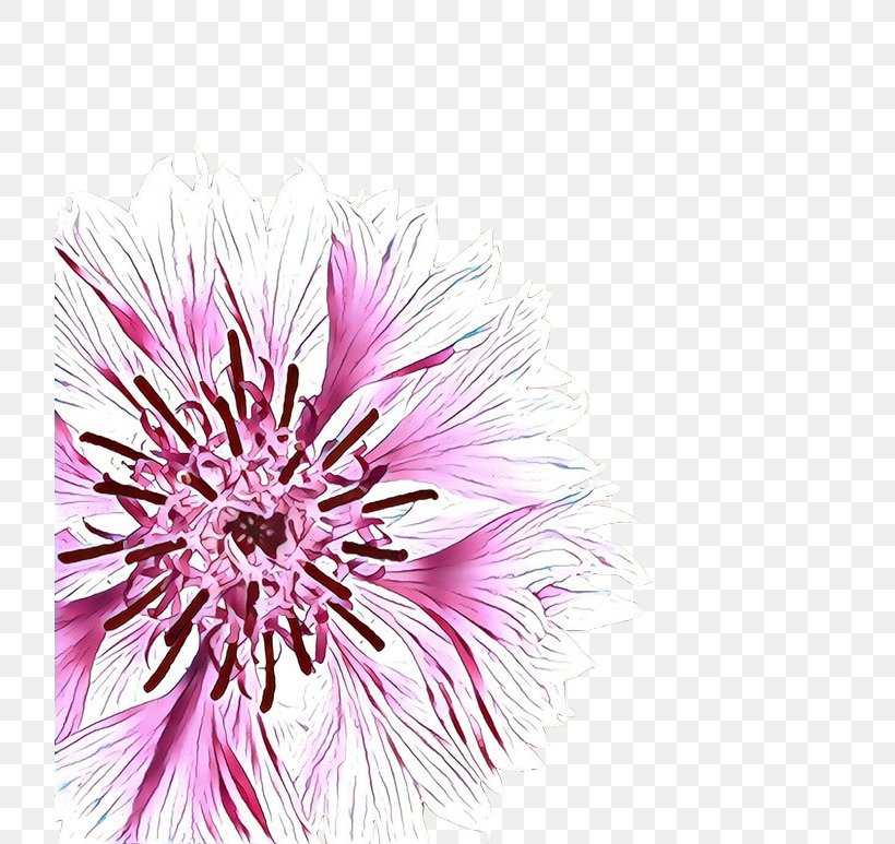 Chrysanthemum Cut Flowers Aster Petal Close-up, PNG, 720x773px, Cartoon, Aster, Chrysanthemum, Closeup, Cut Flowers Download Free