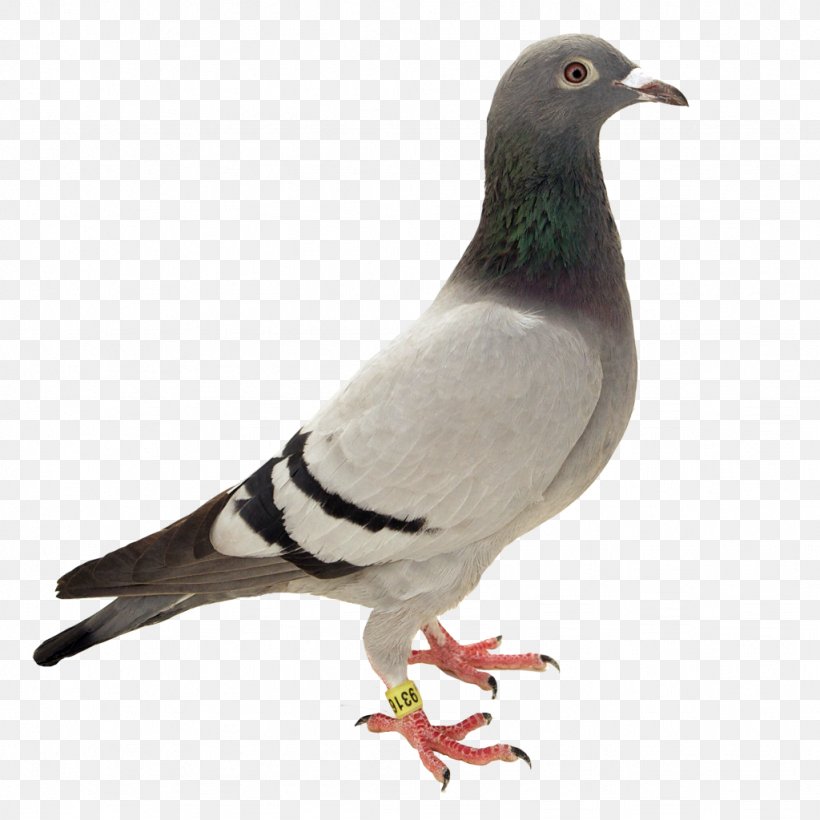 Columbidae Bird Feral Pigeon Pigeon Racing, PNG, 1024x1024px, Columbidae, Animal Husbandry, Beak, Bird, Breeder Download Free
