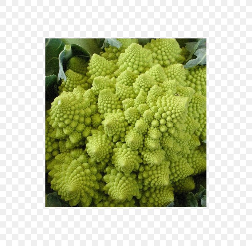 Romanesco Broccoli Cauliflower Vegetable Broccoflower, PNG, 800x800px, Romanesco Broccoli, Biome, Brassica, Brassica Oleracea, Broccoflower Download Free