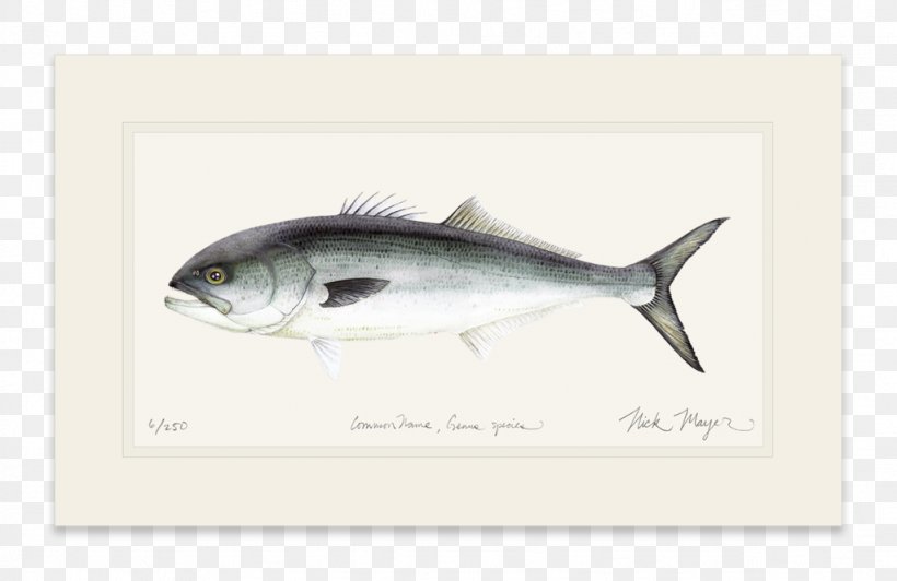 Sardine Mackerel Bluefish Yellowfin Tuna Oily Fish, PNG, 1023x664px, Sardine, Atlantic Bluefin Tuna, Bluefish, Bonito, Bony Fish Download Free