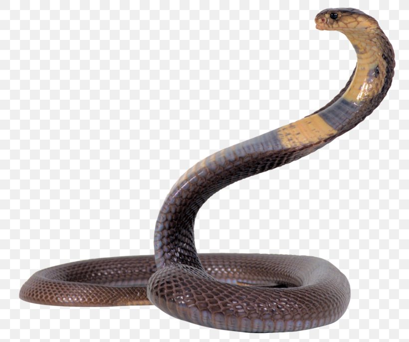 Snake King Cobra, PNG, 800x686px, Snake, Cobra, Elapid Snakes, Elapidae, Image File Formats Download Free