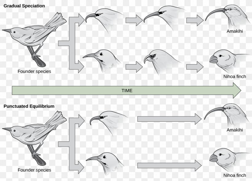 Sympatric Speciation Geographical Isolation Peripatric Speciation Evolution, PNG, 1043x750px, Speciation, Automotive Design, Biology, Black And White, Common Descent Download Free