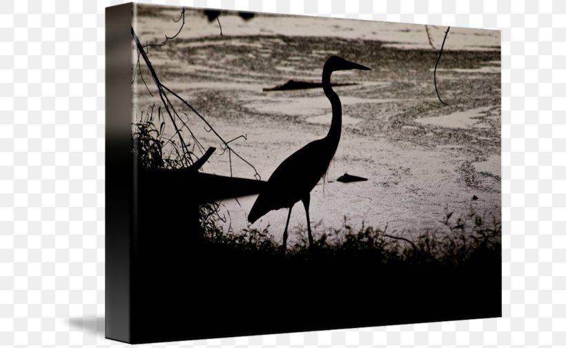 Water Bird Beak White, PNG, 650x504px, Bird, Beak, Black And White, Crane, Crane Like Bird Download Free