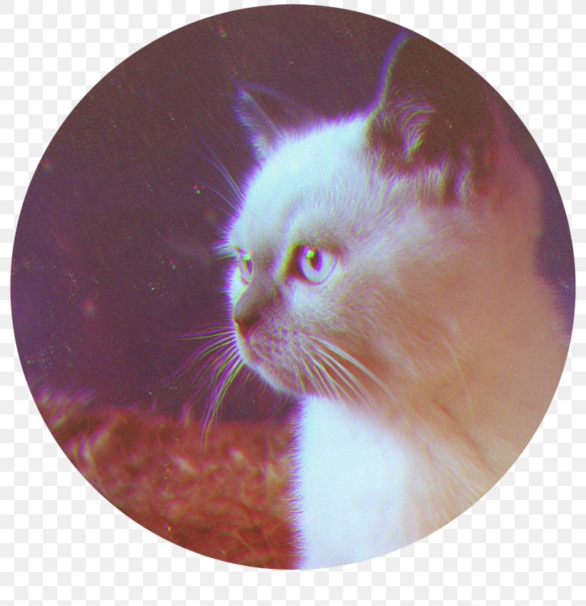 Whiskers Kitten Snout, PNG, 800x848px, Whiskers, Carnivoran, Cat, Cat Like Mammal, Kitten Download Free