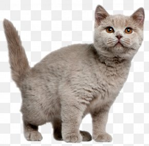 European Shorthair British Shorthair Kitten Cuteness Png