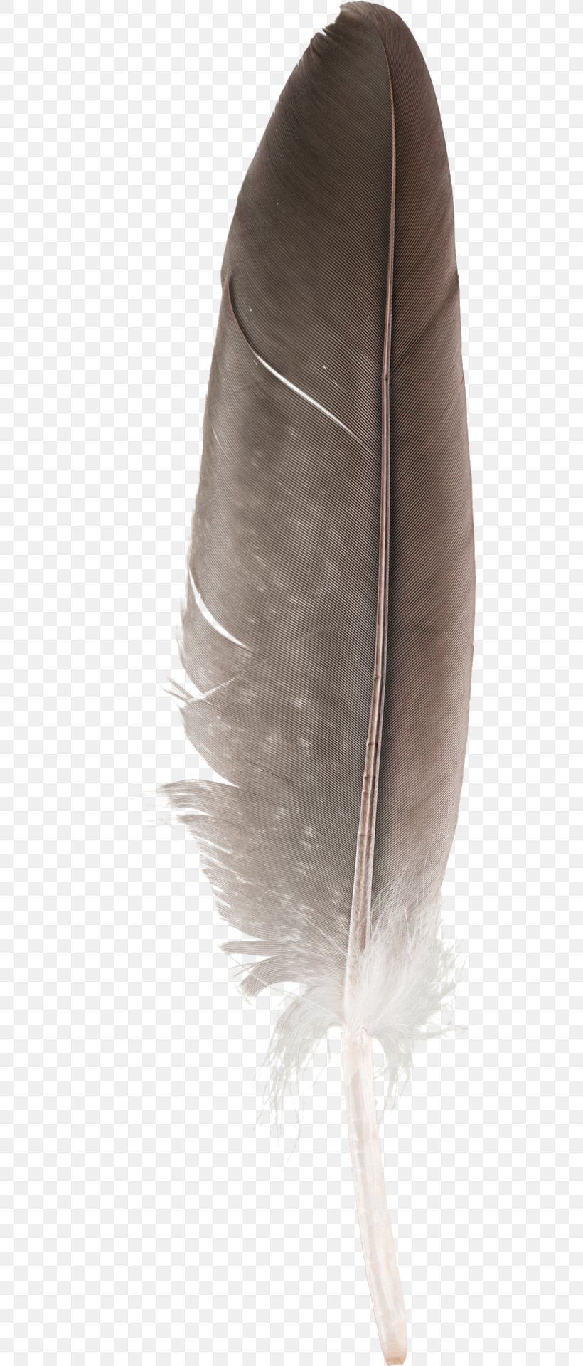 Cockatiel Bird Moulting Pet Pin Feather, PNG, 568x1920px, Cockatiel, Bird, Bird Feeders, Building, Feather Download Free
