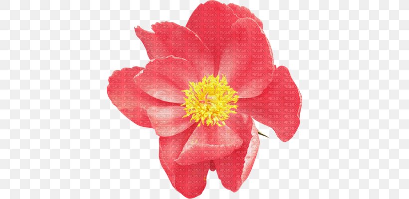 Flower Raster Graphics Clip Art, PNG, 392x400px, Flower, Camellia, Computer Graphics, Drawing, Flowering Plant Download Free