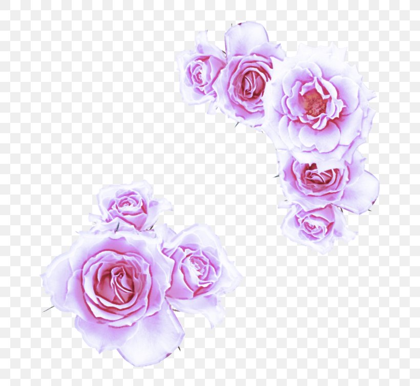Garden Roses, PNG, 743x754px, Pink, Cut Flowers, Flower, Garden Roses, Petal Download Free