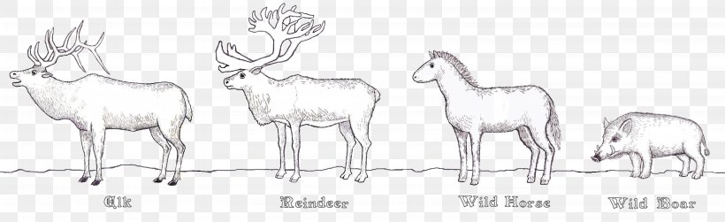 Reindeer Cattle Antelope Antler, PNG, 6444x1977px, Reindeer, Animal Figure, Antelope, Antler, Artwork Download Free
