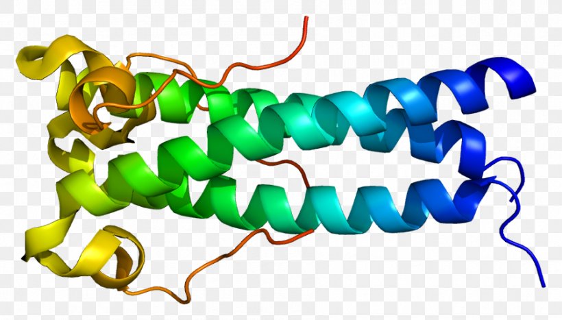 Syncytin-1 Syncytin-2 Endogenous Retrovirus Syncytine 1, PNG, 899x512px, Endogenous Retrovirus, Artwork, Body Jewelry, Cell, Cell Fusion Download Free