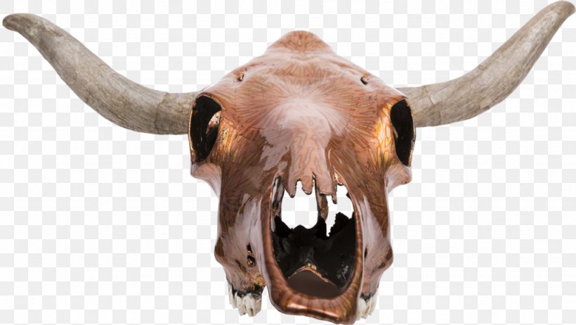 Texas Longhorn Skull Bone Ox, PNG, 1024x577px, Texas Longhorn, Animal, Bison, Bone, Bull Download Free