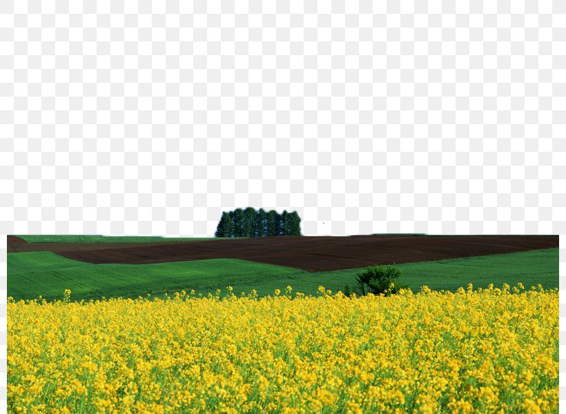 Download Wallpaper, PNG, 800x600px, Rapeseed, Brassica, Brassica Rapa, Canola, Crop Download Free