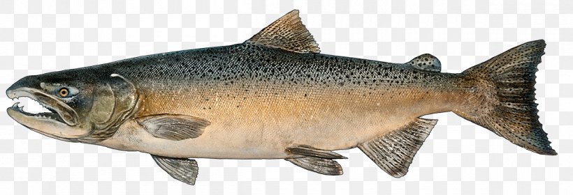 Fish Cartoon, PNG, 1200x410px, Salmon, Arctic Char, Atlantic Salmon, Bonyfish, Brown Trout Download Free