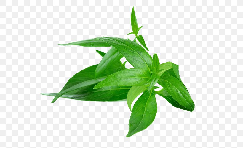 Green Chiretta Andrographolide Stock Photography Royalty-free, PNG, 579x502px, Green Chiretta, Andrographolide, Basil, Bitterness, Herb Download Free