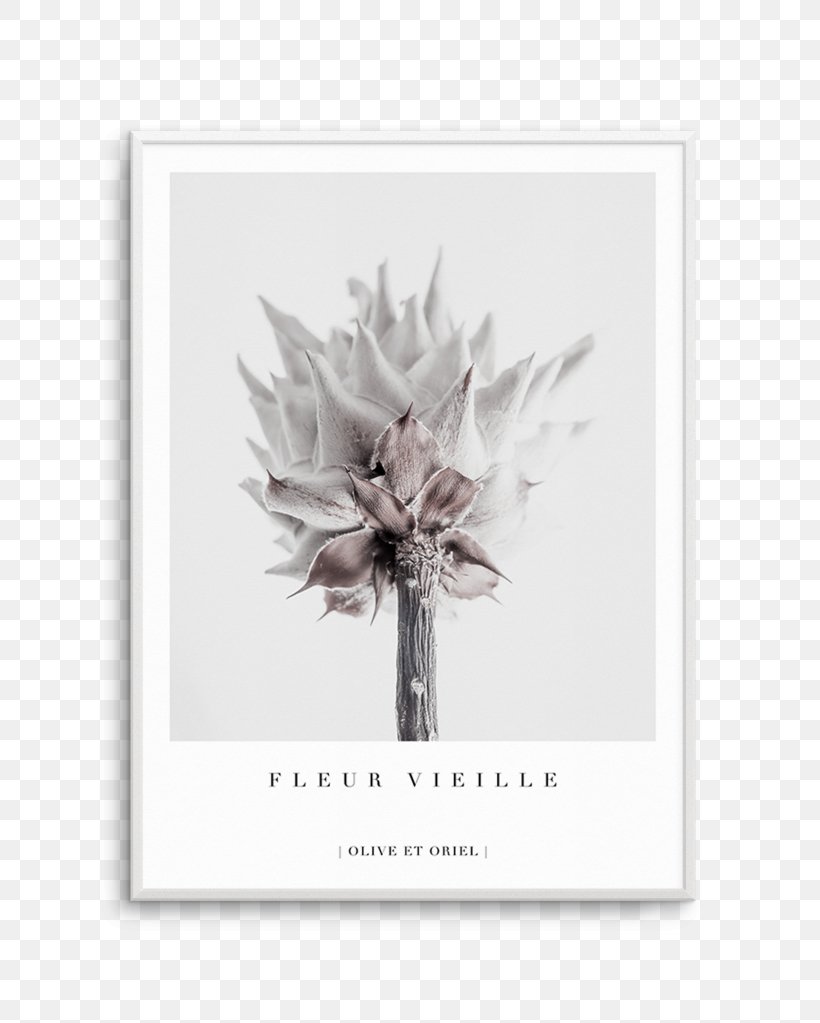 King Protea Petal Plant Flower Woman, PNG, 812x1023px, 2019, King Protea, Cordyline, Fine Art, Flower Download Free